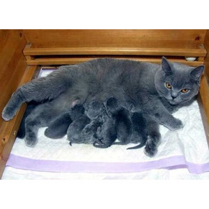 Сколько длится беременность у кошек - Кошки