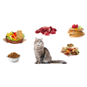 Питание кошек: типы и особенности