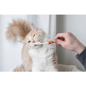 Как чистить зубы кошке?