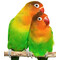 Корм для средних попугаев (неразлучники, кореллы) Padovan NaturalMix Parrocchetti