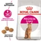 Сухий корм для котів Royal Canin Protein Exigent
